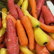 MULTICOLORED CARROT - KG 